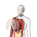 Joc STEM Anatomia umana, TopBright - imagine 5
