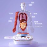 Joc STEM Anatomia umana, TopBright - imagine 4