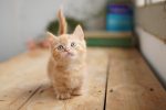 Kit SONY Alpha A6100 Mirrorless 24.2MP, ISO 32000 (Extins: 102400), - imagine 11
